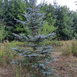 Ель колючая, ель голубая (Picea pungens)