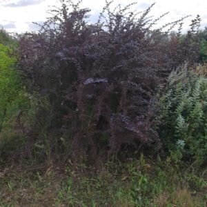 Барбарис оттавский (Berberis ottawensis)