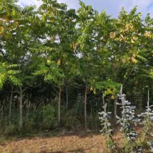 Орех маньчжурский (Juglans mandshurica)