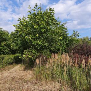 Дуб красный, дуб канадский (Quercus rubra)