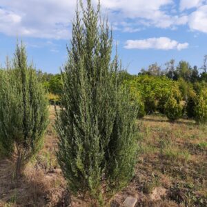 Можжевельник Скайрокет (Juniperus scopulorum)