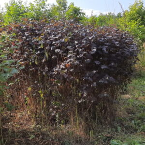 Пузыреплодник Дьяболо (Physocarpus opulifolius «Diabolo»)