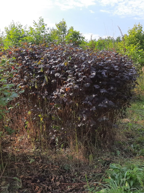 Пузыреплодник Дьяболо (Physocarpus opulifolius "Diabolo")