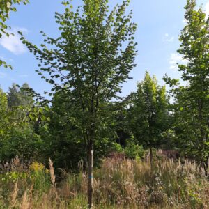 Липа мелколистная на штамбе (Tilia cordata)