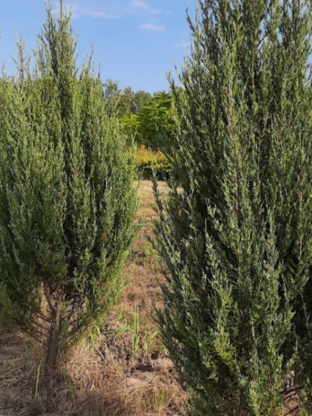 Можжевельник Блю эрроу (Juniperus scopulorum) от 2 до 4 м