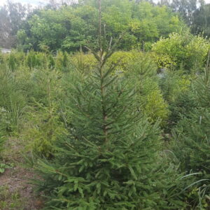 Ель обыкновенная, ель европейская (Picea abies)